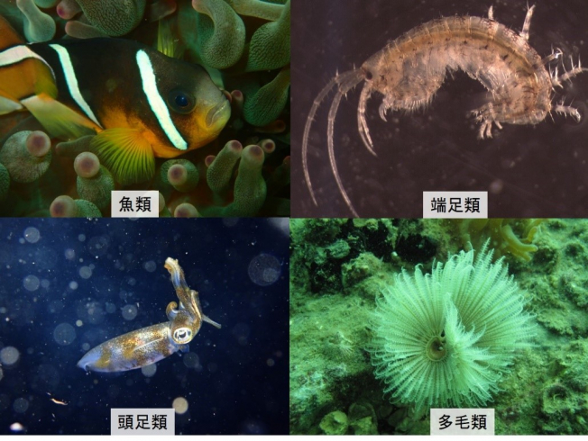 圖三 香港的多毛類環節動物、魚類、頭足類及端足類 (相片提供：邱建文博士、黃詠如博士及司駿龍先生)