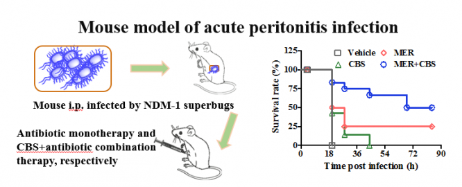 Bismuth-based combination therapy extends the lifespan and raises survival rate of NDM-1 superbugs infected mice