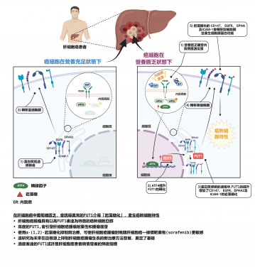 港大醫學院發現肝癌細胞耐藥性及腫瘤復發的新分子機制
 