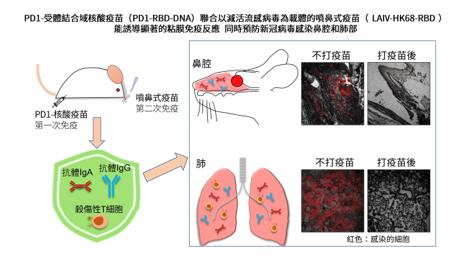 港大醫學院研究發現有效預防新冠病毒鼻腔感染的疫苗方案
 