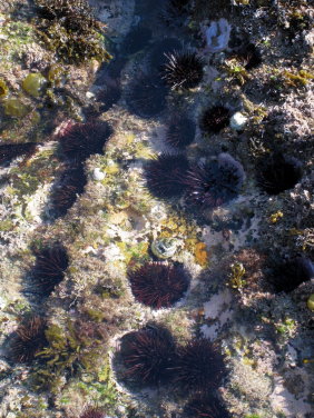 海膽對維持海洋生態系統的功能擔當着重要角色，然而氣候變化令海洋熱浪的出現更為頻繁，威脅海膽族群的生存。圖中為澳洲悉尼的海膽族群。（圖片來源：Maria Byrne博士）
 