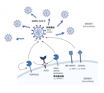 MT-MMPs能夠切割 SARS-CoV-2 的刺突蛋白及ACE2的受體蛋白，促進刺突蛋白介導的合胞體形成，加速SARS-CoV-2的感染。
 