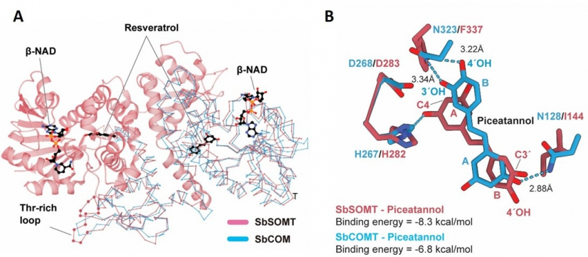 Figure 2. Structural analysis of sorghum stilbene O-methylase (SbSOMT). A. SbSOMT (pink) shows high global structural similarity to SbCOMT (blue). SbSOMT is a unique OMT in Sorghum spp. while COMT is a common and widespread OMT enzyme. B. Close-up view of the substrate binding pocket docked with piceatannol. In SbSOMT (pink) and SbCOMT (blue), the stilbene A-ring and B-ring are positioned close to a key catalytic residue (H267/H282), respectively, for O-methylation. Images adapted from Nature Communications, 2023, doi:10.1038/s41467-023-38908-5