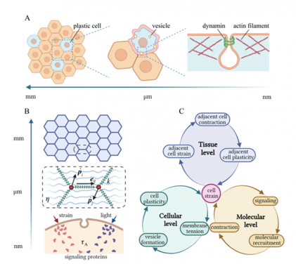 Fig. 1 Cellular plasticity across different scales. (A) Schematics showing that 1) the collective plastic response of cells leads to tissue plasticity at macroscopic scales; 2) formation and scission of membrane vesicles result in irreversible deformation of individual cells; 3) various proteins participate in the initiation and pinching of endocytic vesicles at the subcellular scale. (B) Illustration of the multiscale model where cells are treated as tightly packed hexagons at the tissue level; cell-cell junctions are modelled as springs connecting corresponding vertices at the cellular level; and the activation of signalling molecules (triggered by optical/mechanical stimuli), as well as recruitment of myosin motors to the cell junction, are considered at the subcellular scale. (C) Summary of key processes involved in the development of cellular and tissue plasticity.