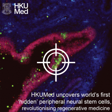 外周神經幹細胞
 
