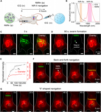 HKU Engineering pioneers nanorobot navigation with infrared “GPS” for image-guided therapy